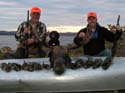 moose-grouse