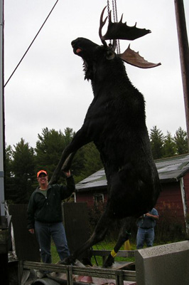 1030_moose