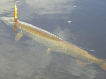 muskie_fish_2