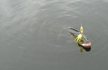 muskie_in_water
