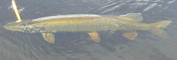muskie_in_water_2