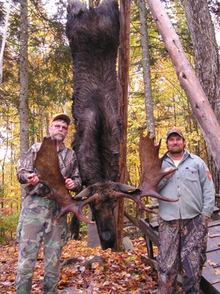 moose