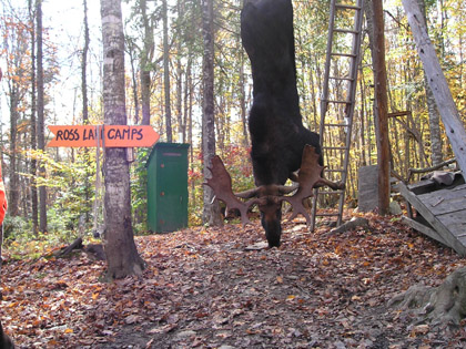 rosslake-moose