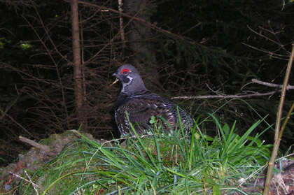 grouse