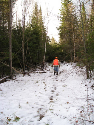 woods