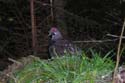 grouse