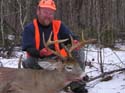 maine-deer